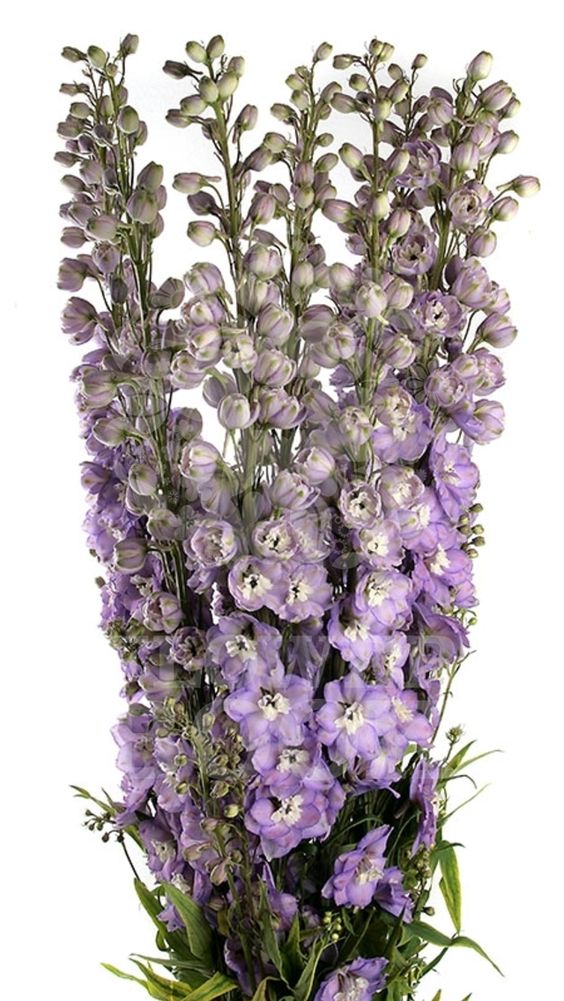 Delphinium elatum 'Tonga'
